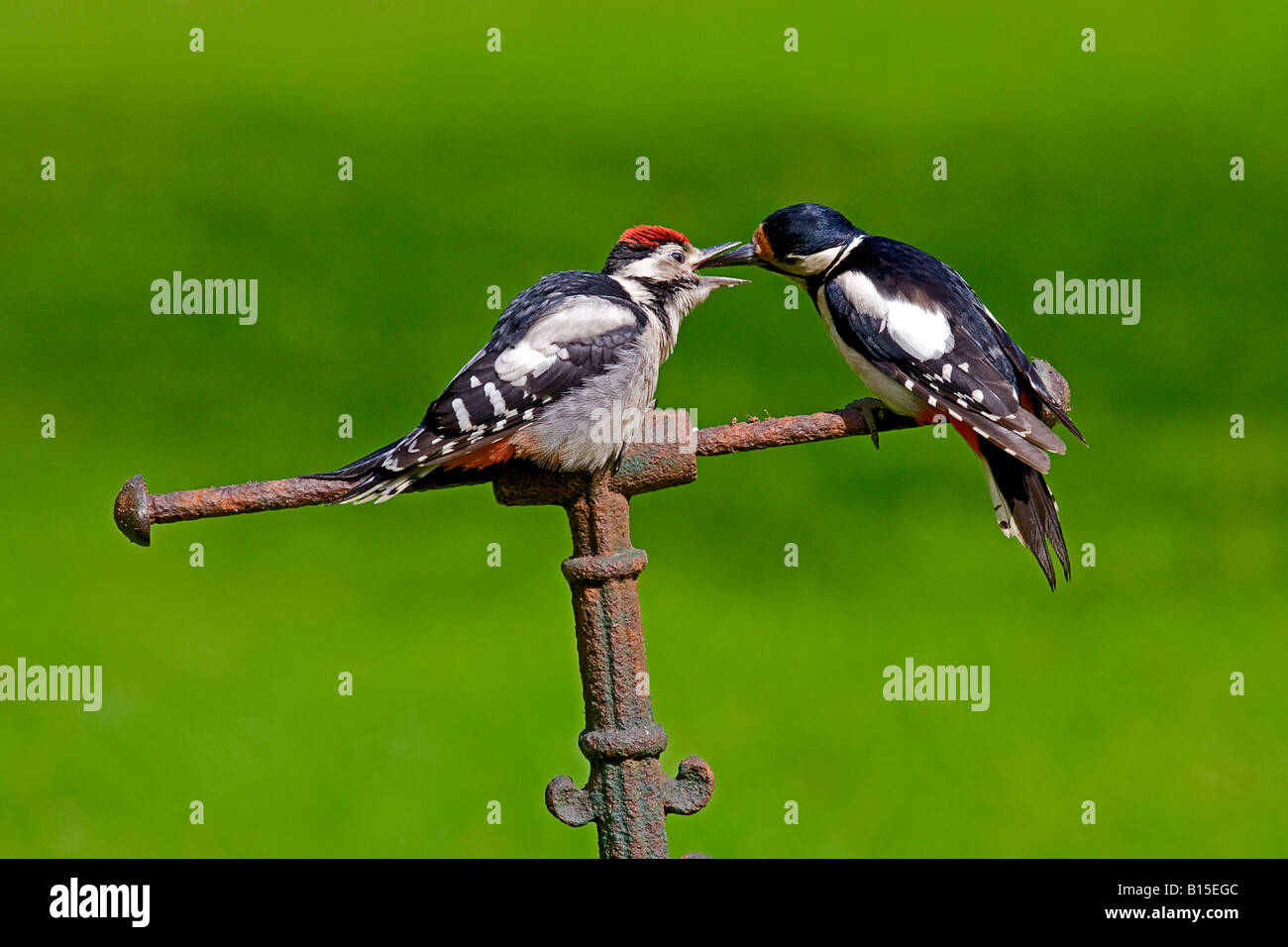 Greater spotted woodpeckers  (Dendrocopos major)  feeding on garden roller. Stock Photo