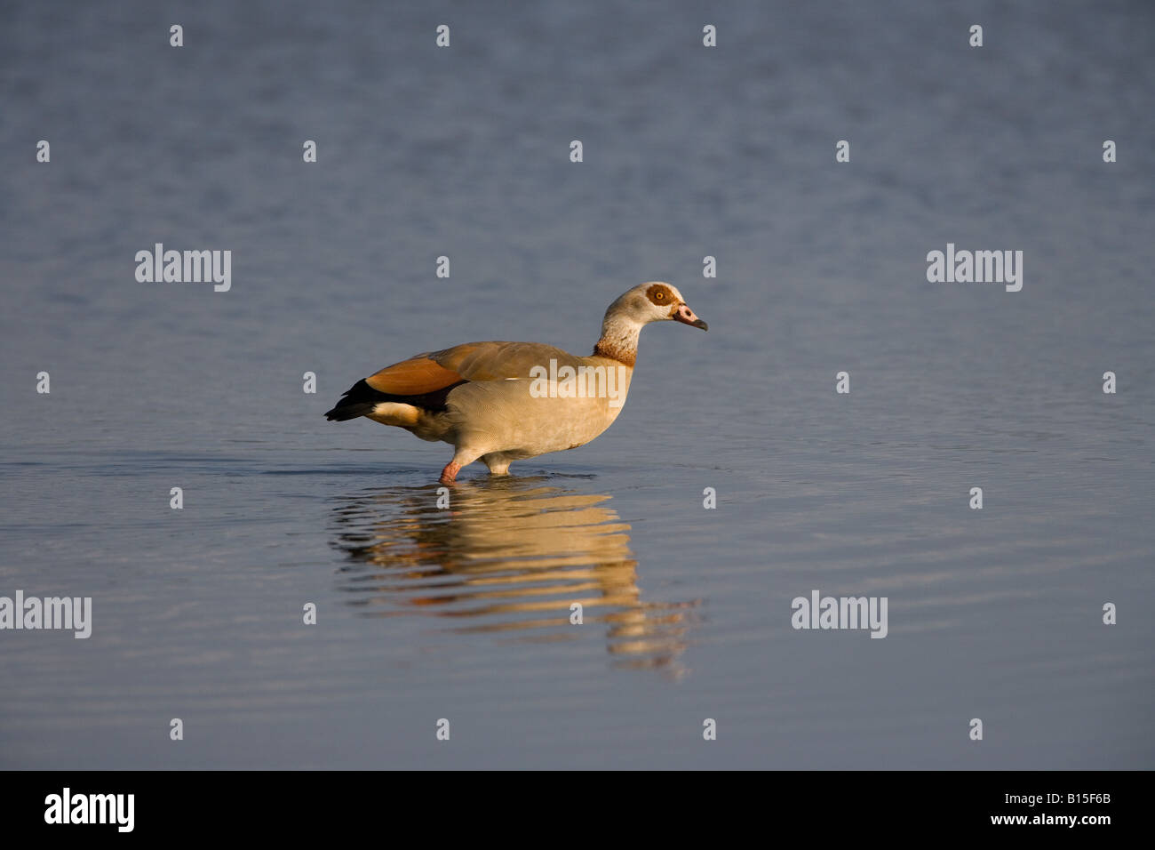 adult Egyptian Goose Alopochen aegyptiacus Stock Photo