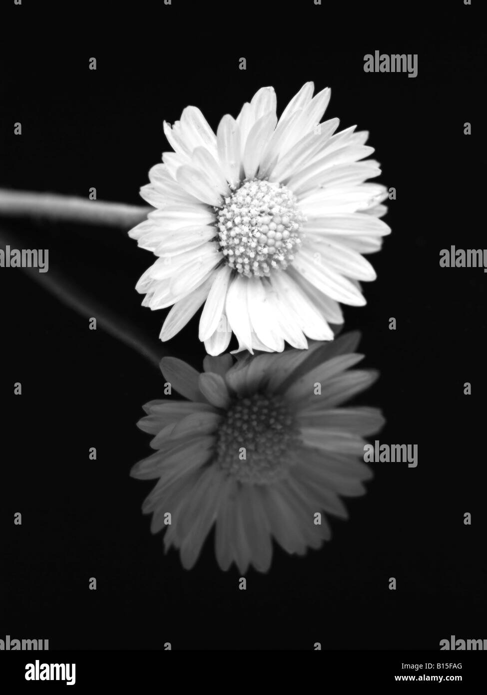 Daisy Bellis perennis (Asteraceae) reflected on black. Monochrome version. Stock Photo