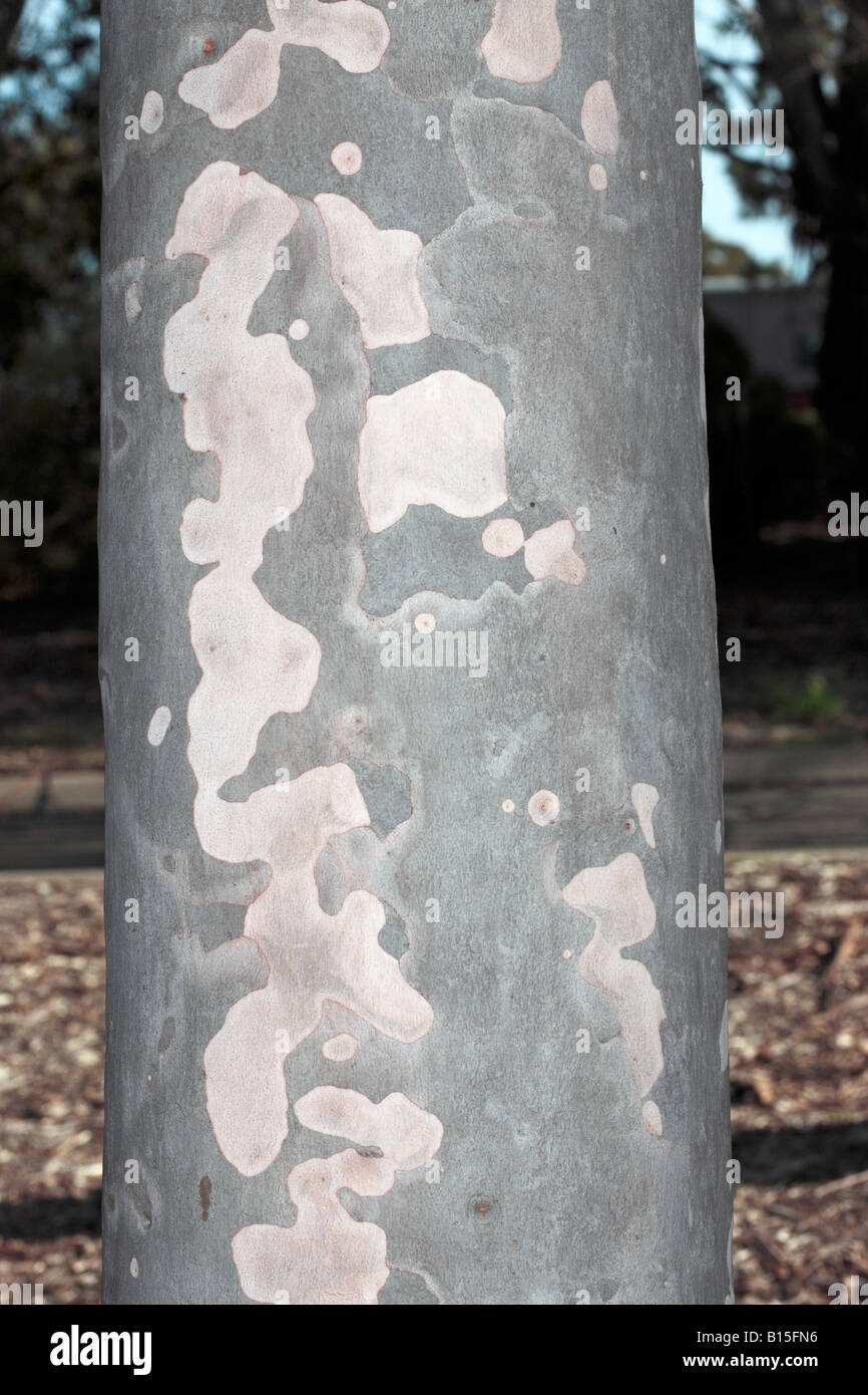 Spotted Gum Bark-Eucalyptus maculata- Family Myrtacae Stock Photo