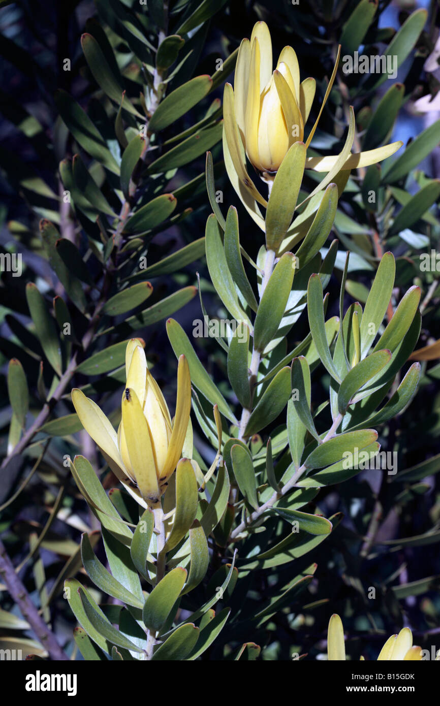 Golden conebush- Leucadendron laureolum-Family Proteaceae Stock Photo