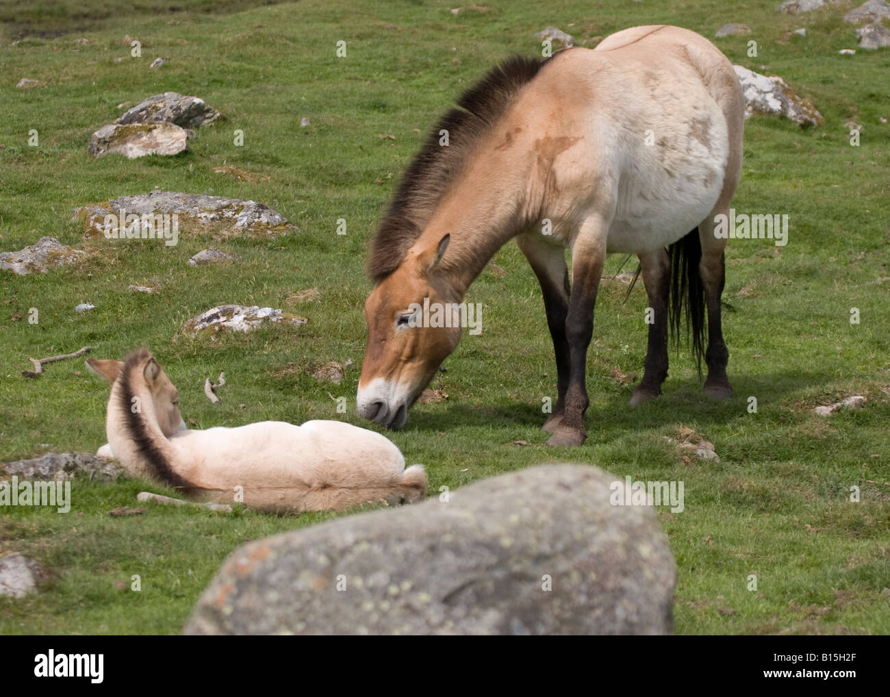 Przewalski's Horse, (Equus ferus przewalskii) and Colt Stock Photo