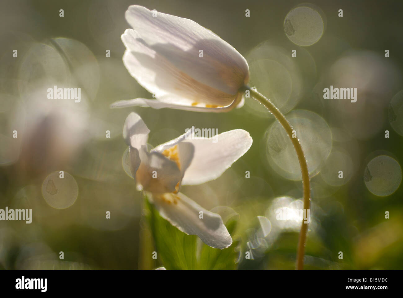 wood anemones in spring, Sweden Stock Photo