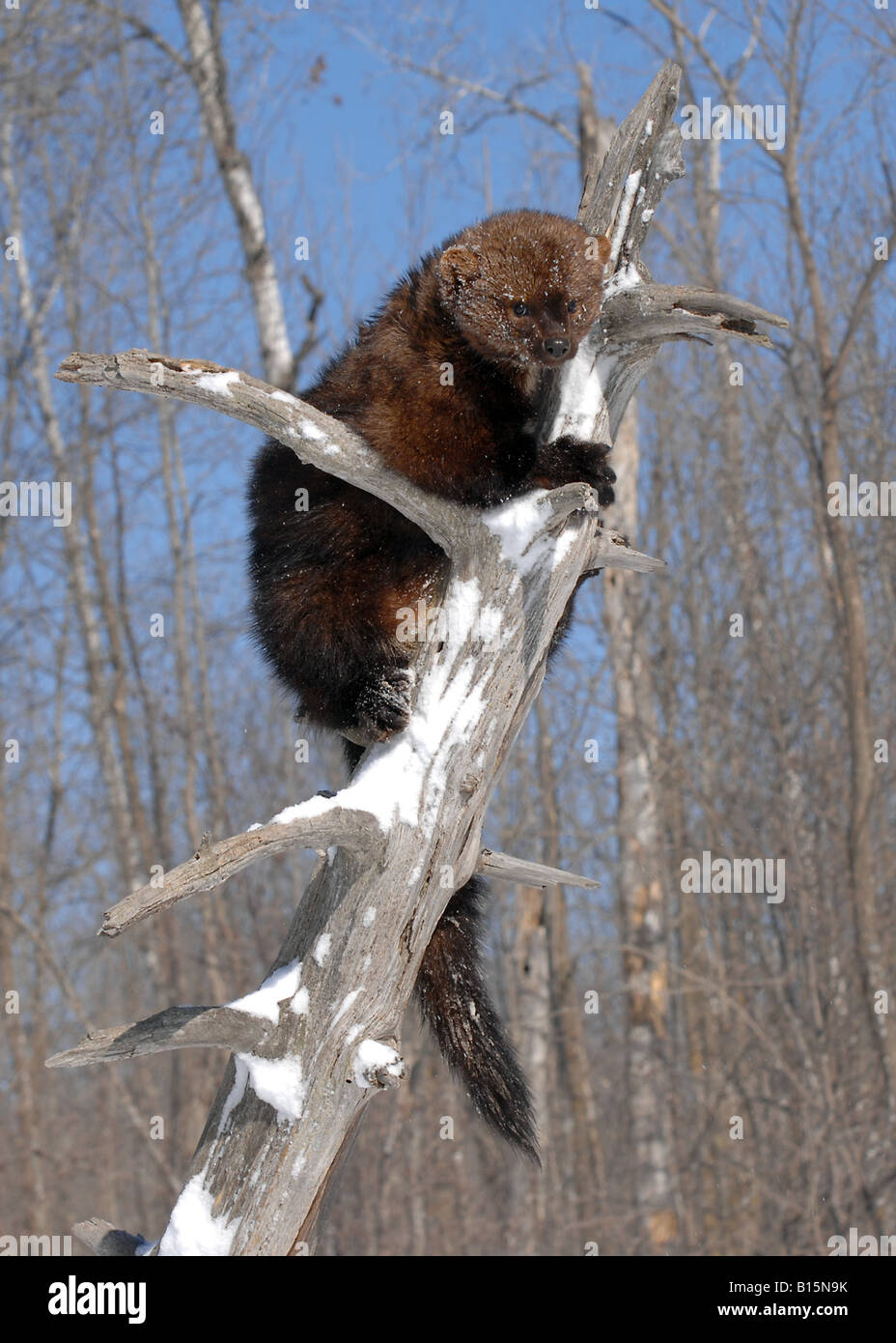 Fisher Martes pennanti climbing White Birch tree Betula papyrifera Eastern North America Stock Photo