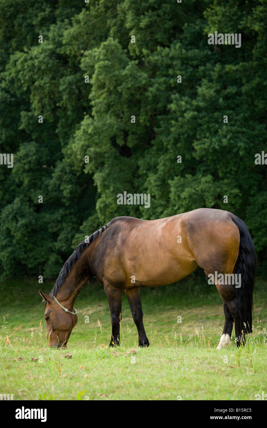 brown horse with black mane and tail grazing on meadow near forest Stock Photo