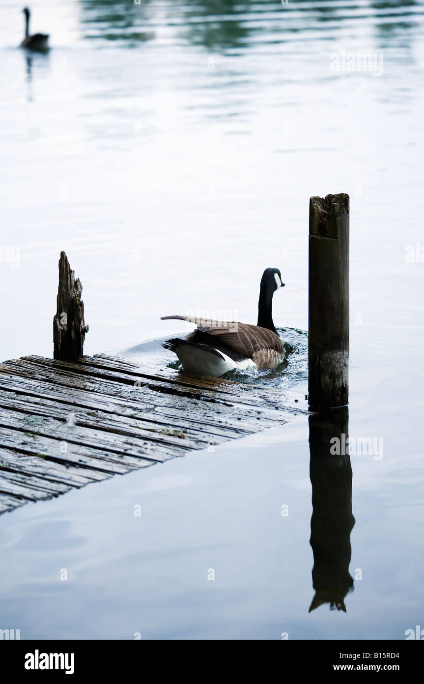 canadian wild goose gliding from jetty into the water Stock Photo