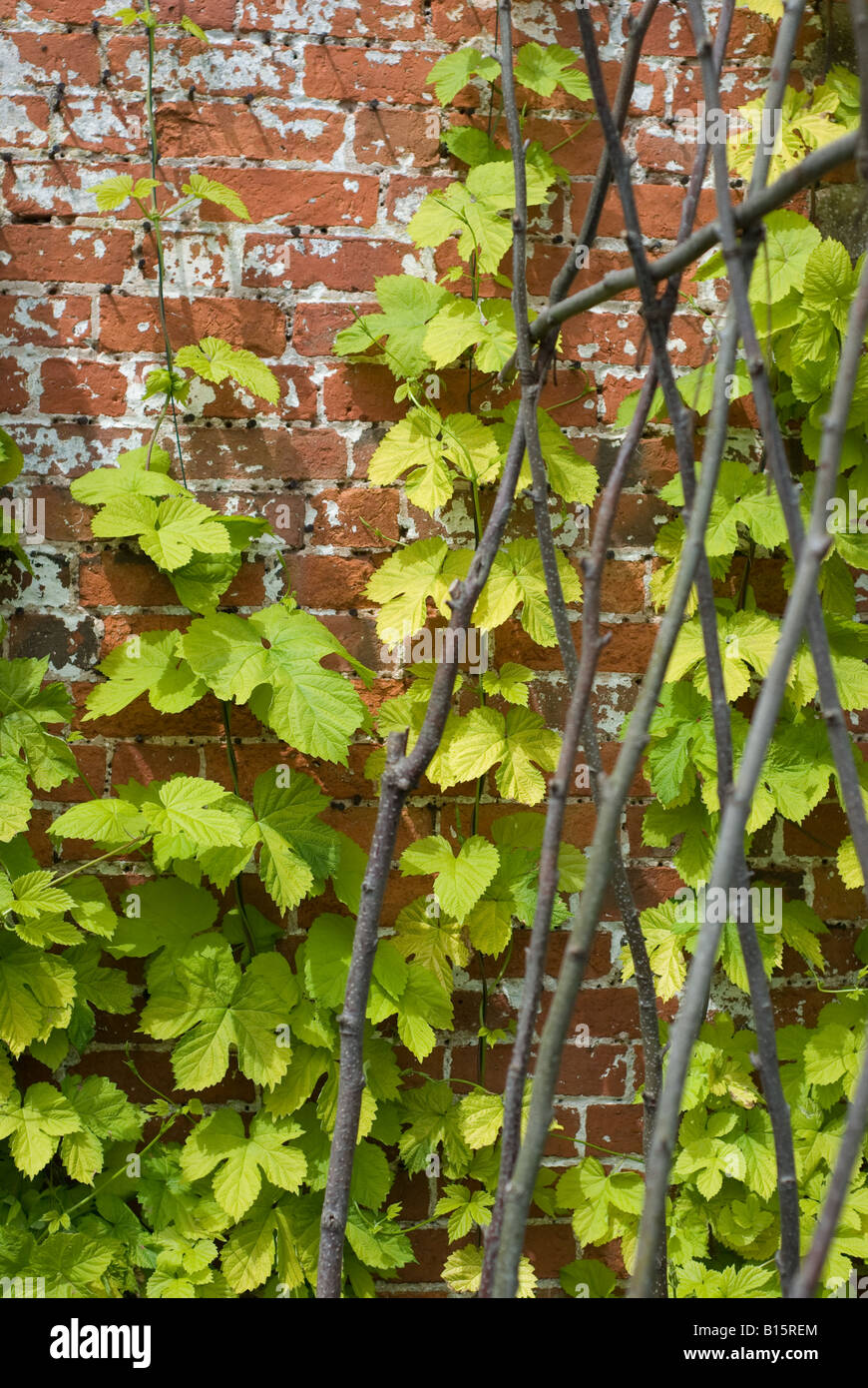 Golden hop climbing the wall at Hampton Court, Herefordshire. Stock Photo