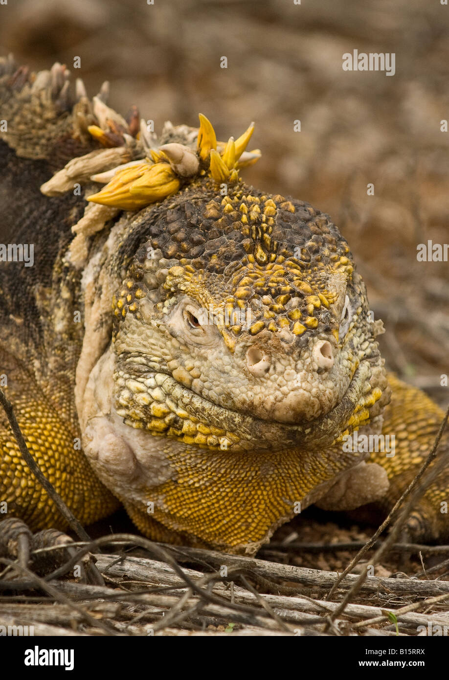 Curated visual reference: Breeding Colours Iguana Hi Res Stock Photography And Images Photo Inspiration