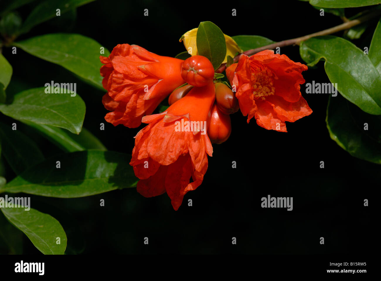 Flowers on a pomegranate tree Crete Stock Photo