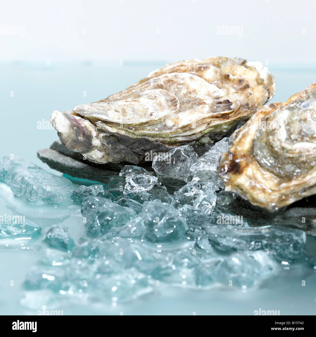 Closed oysters on crushed ice, close-up Stock Photo