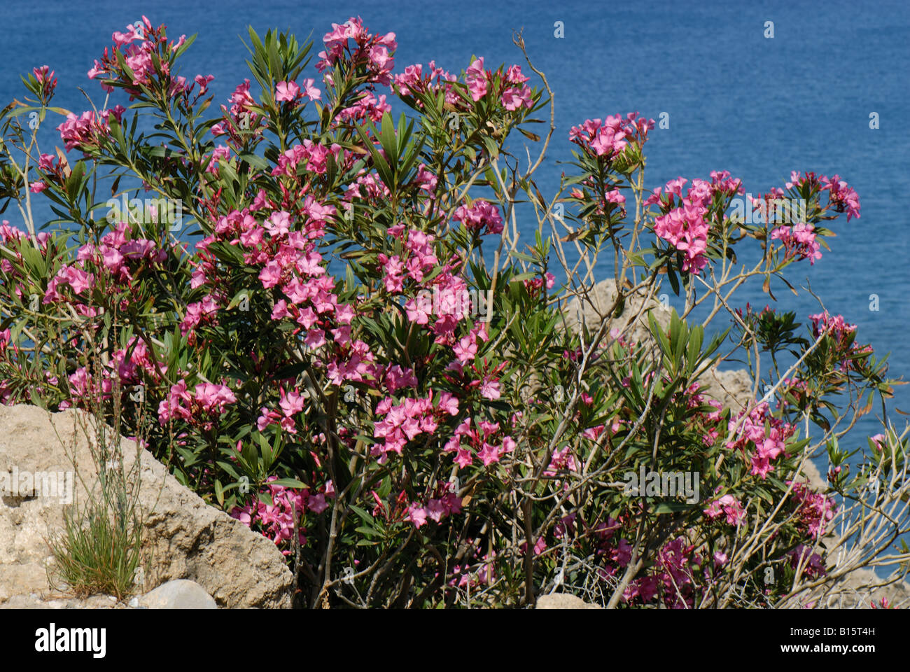 Wild pink flowered oleander bush Nerium oleander flowering with the sea behind Crete Stock Photo