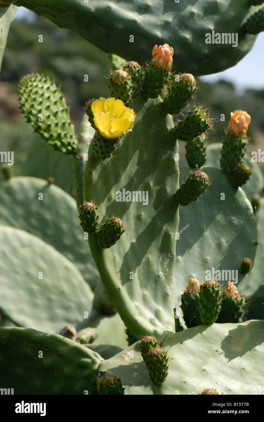 Prickly pear or Barbary fig Opuntia ficus indica plant in flower and early fruit Crete Stock Photo