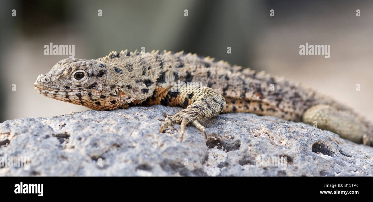 Side view of a lava lizard on rock, galapagos islands, ecuador Stock ...