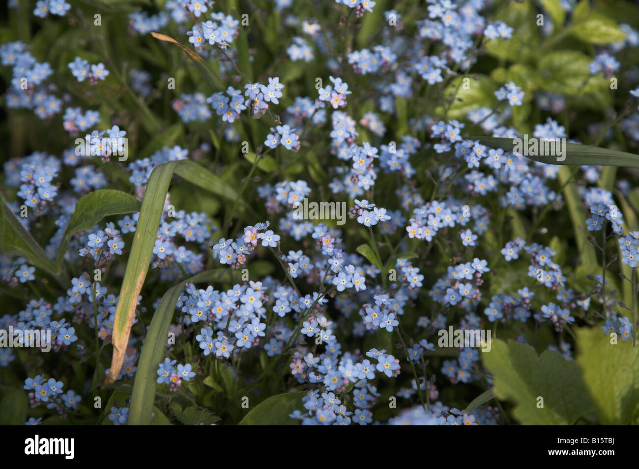 Myosotis sylvatica Forget me Nots blue flowers in bloom Stock Photo