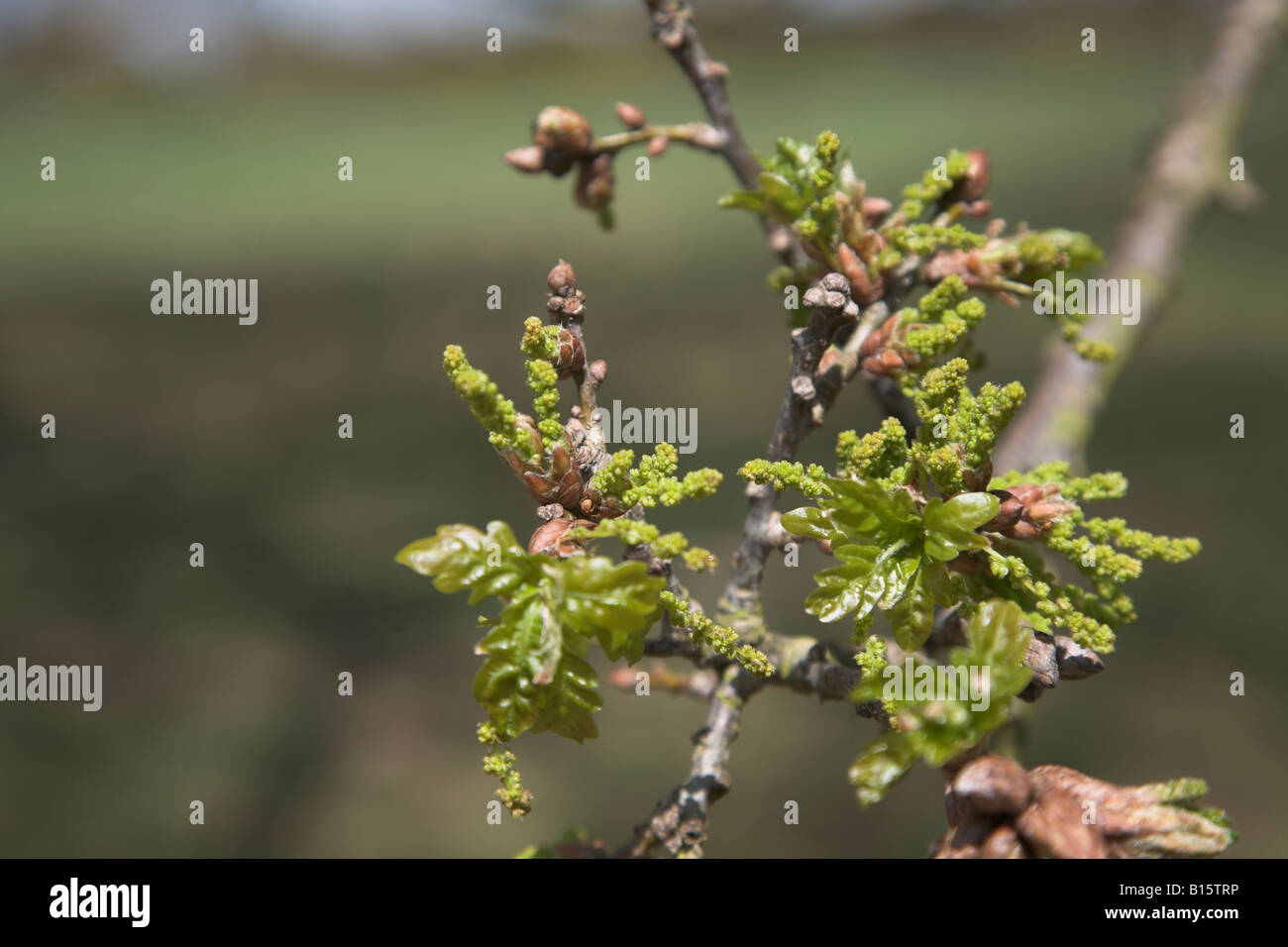 Oak leaf buds hires stock photography and images Alamy