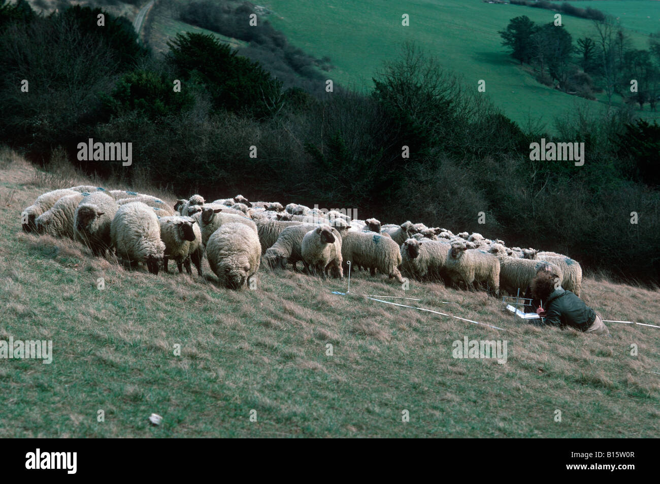Research botanists surrounded by grazing sheep using quadrat to sample vegetation Box Hill Surrey UK Stock Photo