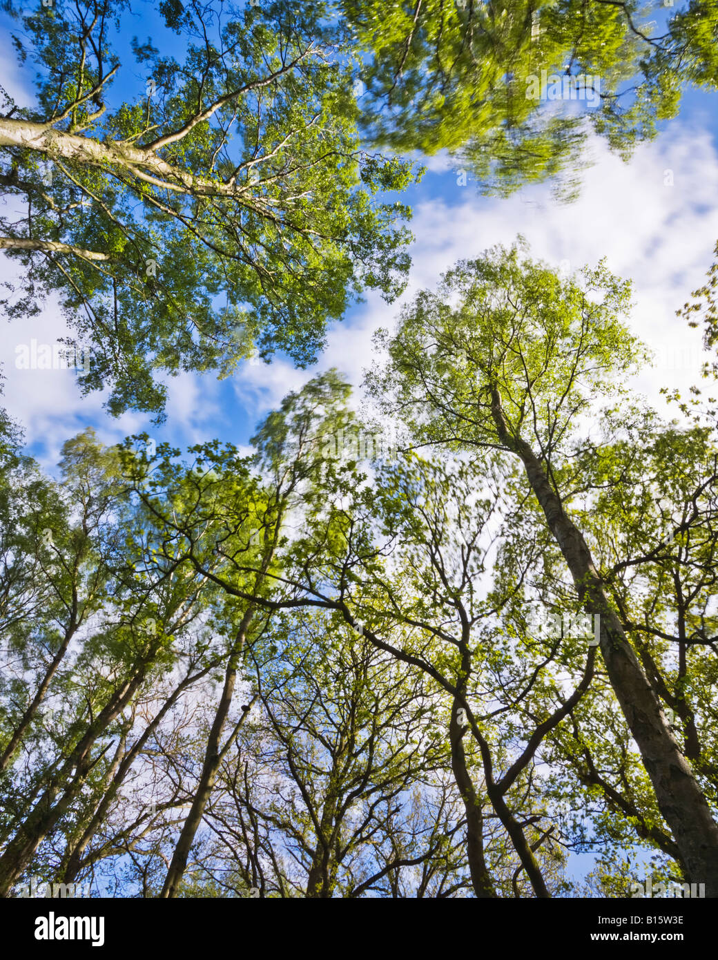 Trees in East Wood near village in the Tyne Valley