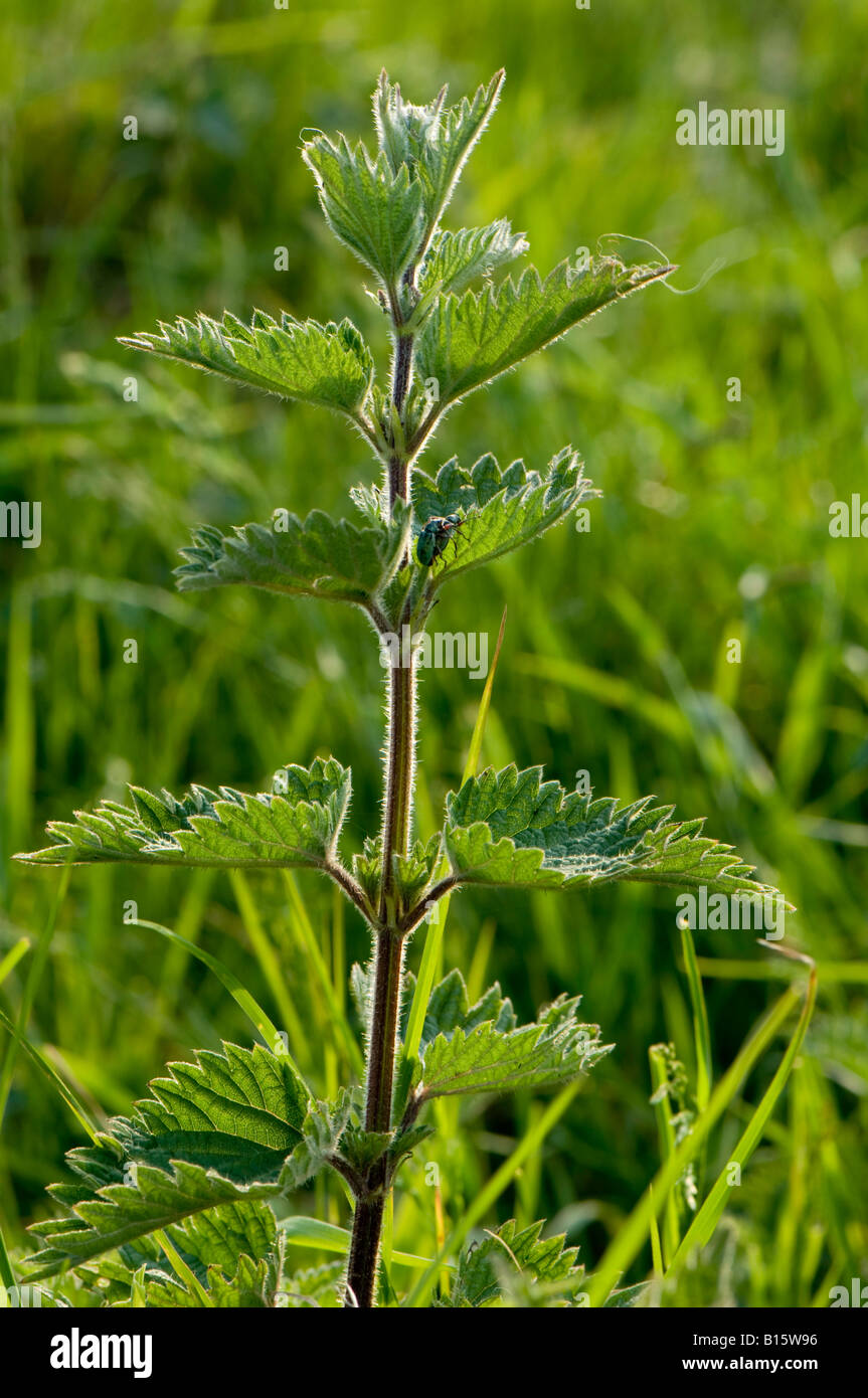Backlit Stinging Nettle Urtica dioica Stock Photo