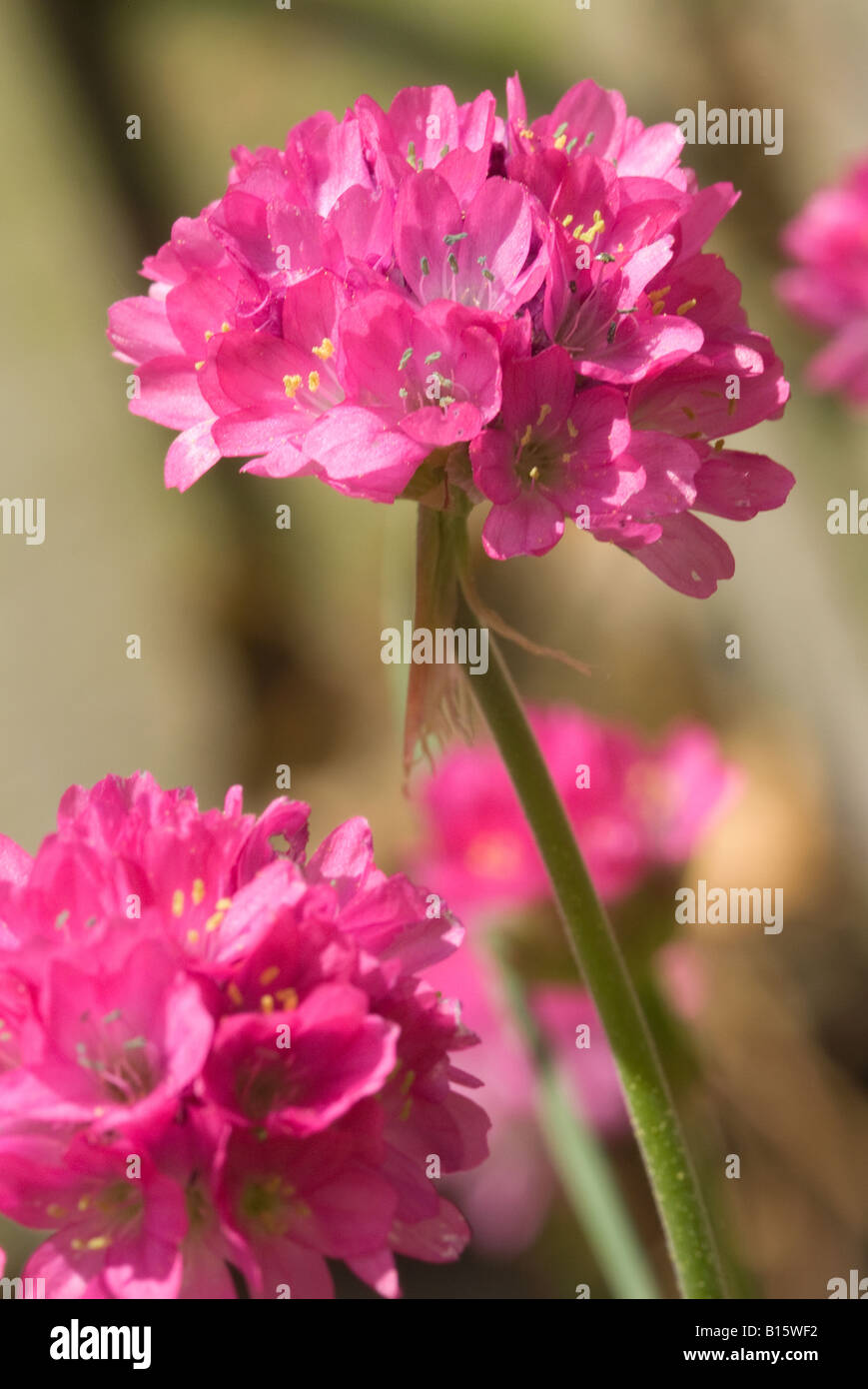 Closeup of Sea Pink Flower Heads in a Cheshire Garden England United Kingdom Stock Photo