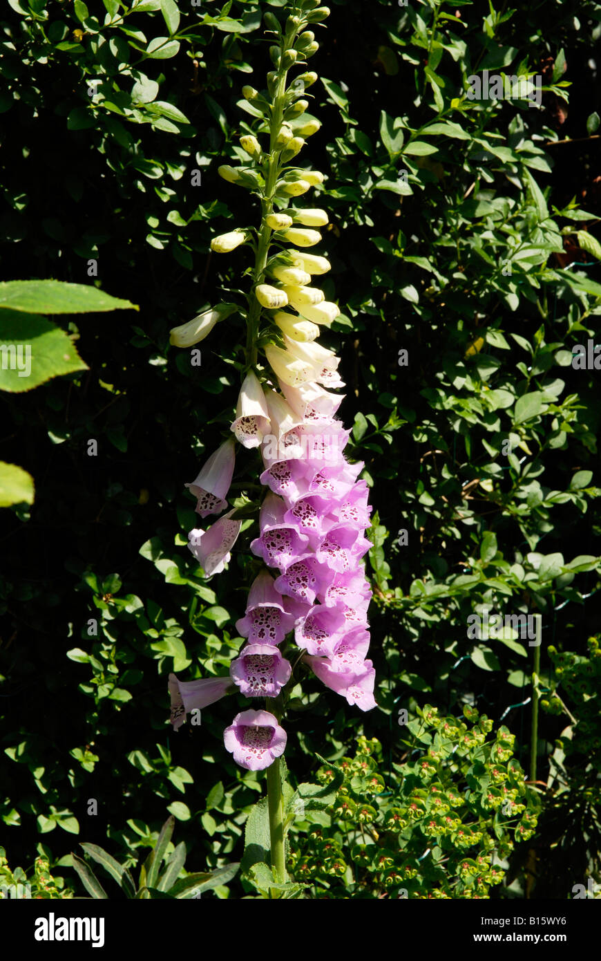 National Gardens Scheme , Open Suburban Garden Day for charity , close ...