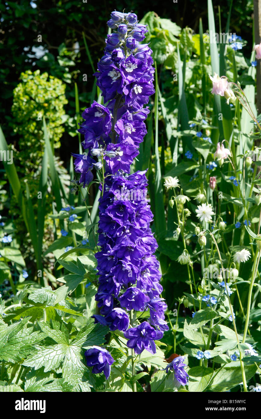 National Gardens Scheme , Open Suburban Garden Day , close up of ...