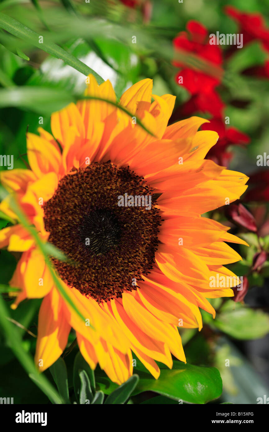 Yellow sunflower in the garden Stock Photo - Alamy