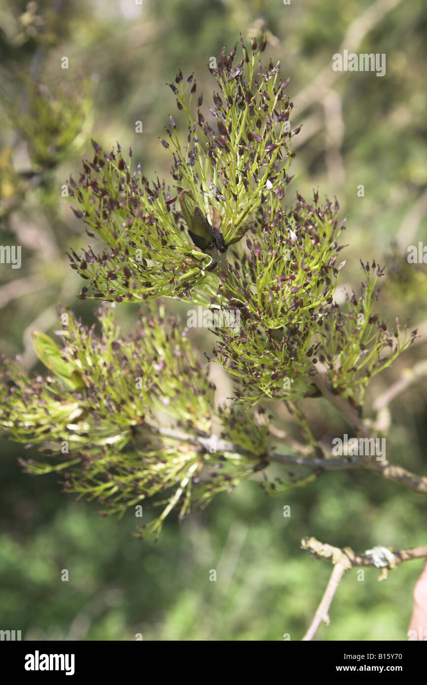 New leaf shoots from ash tree bud on branch Stock Photo