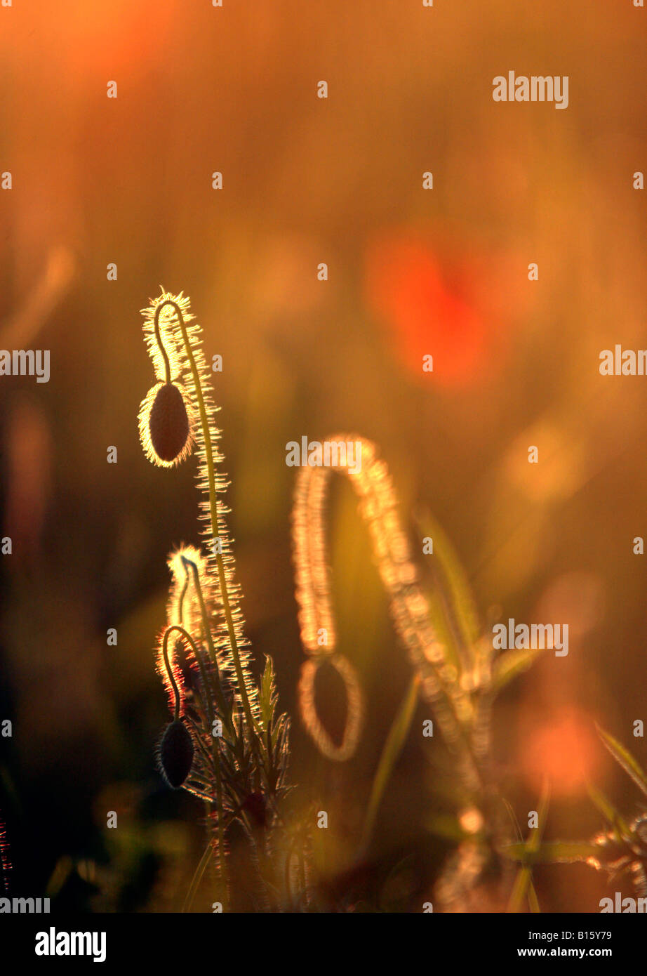 Back-lit poppy sepals (Papaver rhoas) in Wiltshire field, England, UK ...