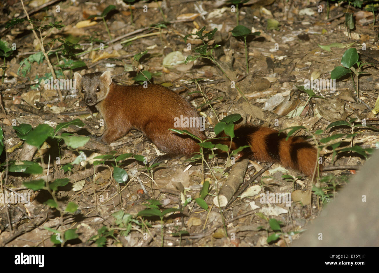 Ringtailed mongoose Galidia elegans dambrensis Herpestidae in tropical