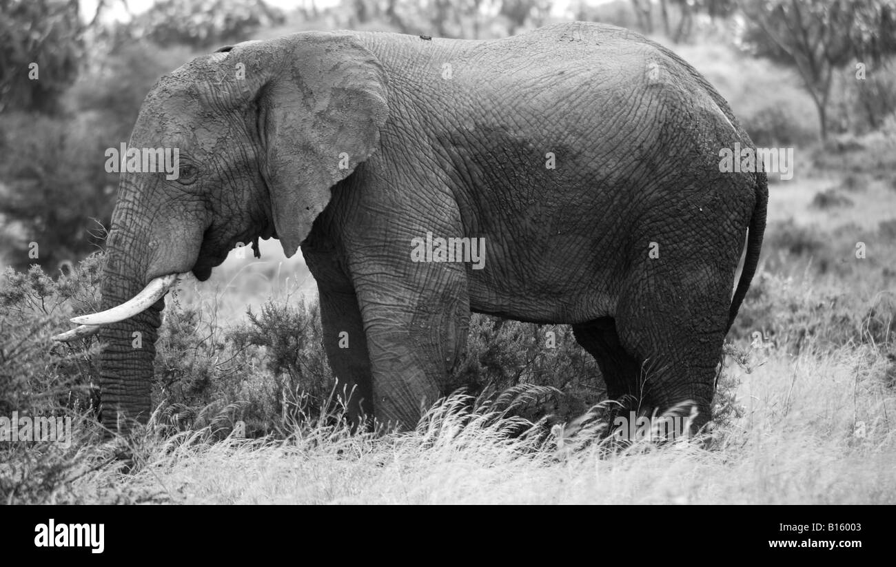 Black and white elephant Kenya Africa Stock Photo Alamy