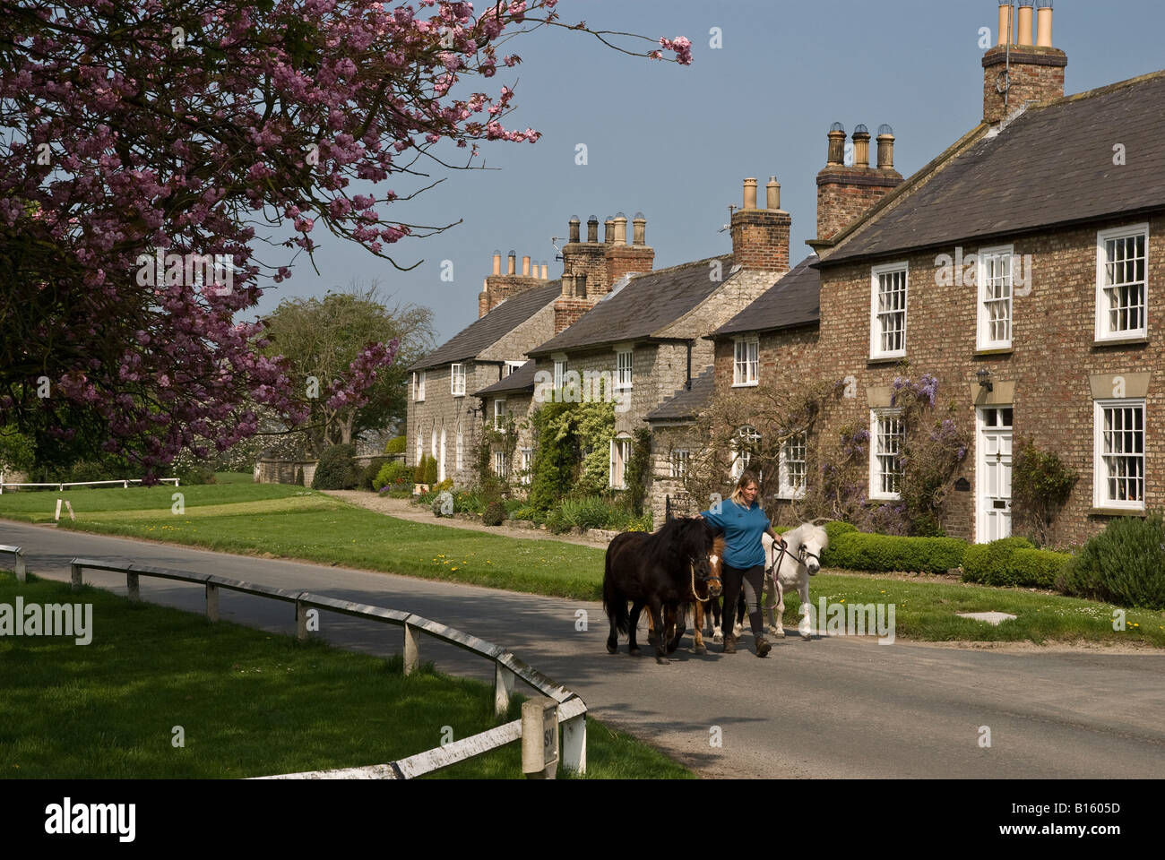 Langton a Yorkshire Wolds Village in springtime with ponies Stock Photo