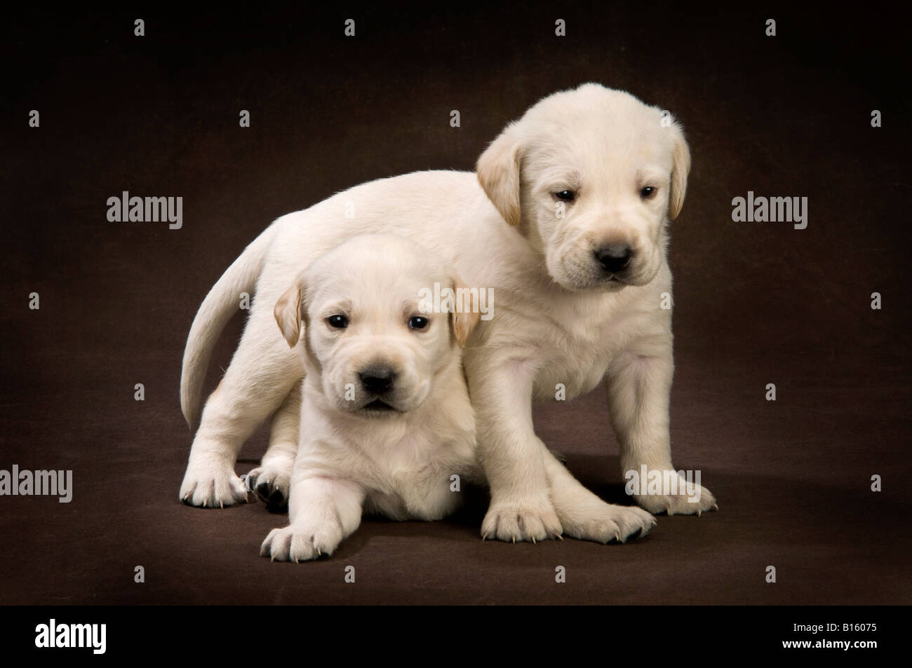twin lab puppies four weeks old on brown background Stock Photo