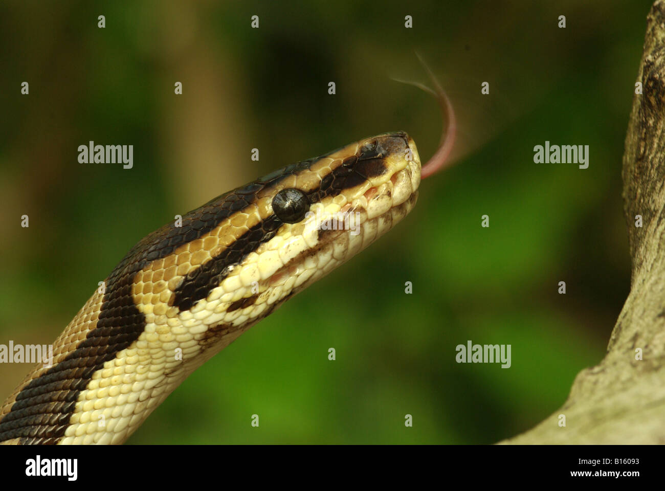 A royal or ball python (Python regius). Stock Photo