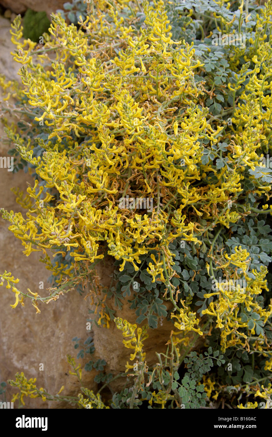 Corydalis tomentella, Fumariaceae. China Stock Photo