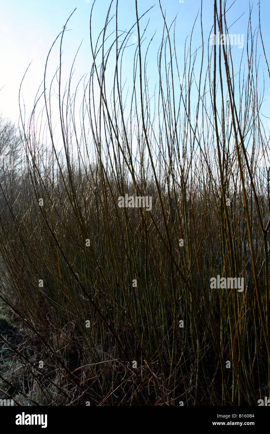 Willow rods hires stock photography and images Alamy