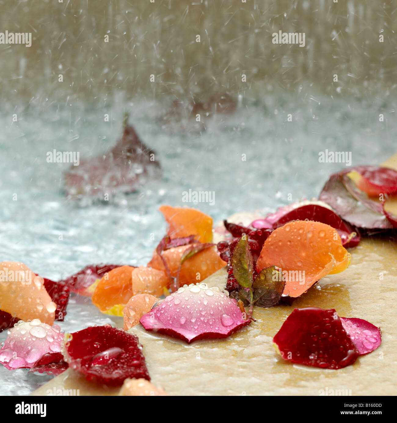 Petals of roses with water drops, close-up Stock Photo - Alamy