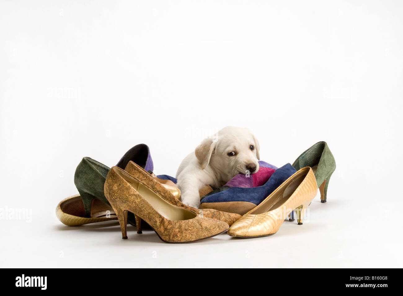 women's shoes with dogs on them