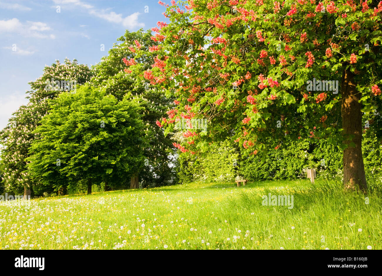 Trees with red and white spring blossom standing in a grassy meadow of dandelion seed heads and buttercups in Wiltshire, England Stock Photo
