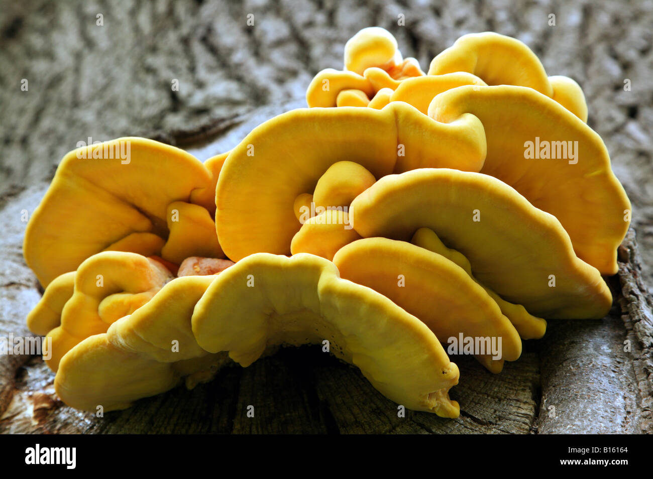 The Bracket fungus Laetiporus sulphureus growing on an old Oak tree in Bodium Stock Photo