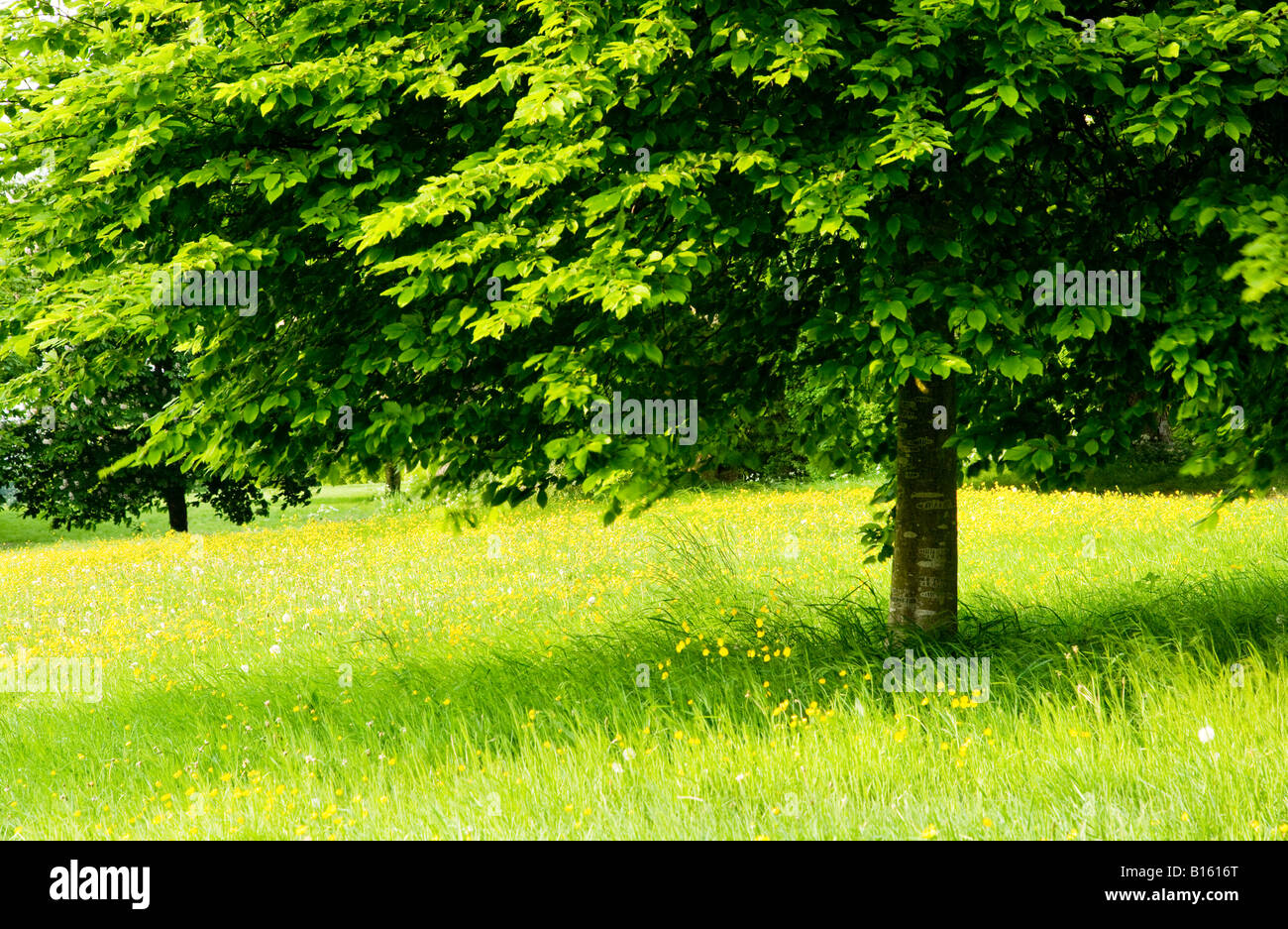 Tree in full summer leaf standing in a grassy meadow full of yellow buttercups at Coate Water Country Park, Wiltshire, England Stock Photo