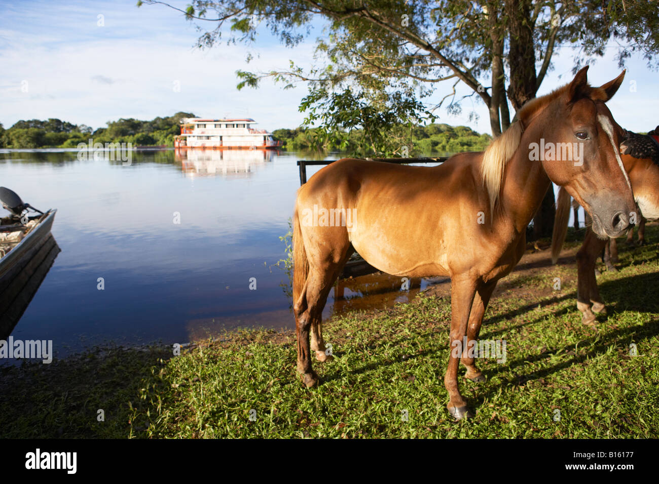 Horses by side of river in Pantanal Brazil South America Stock Photo