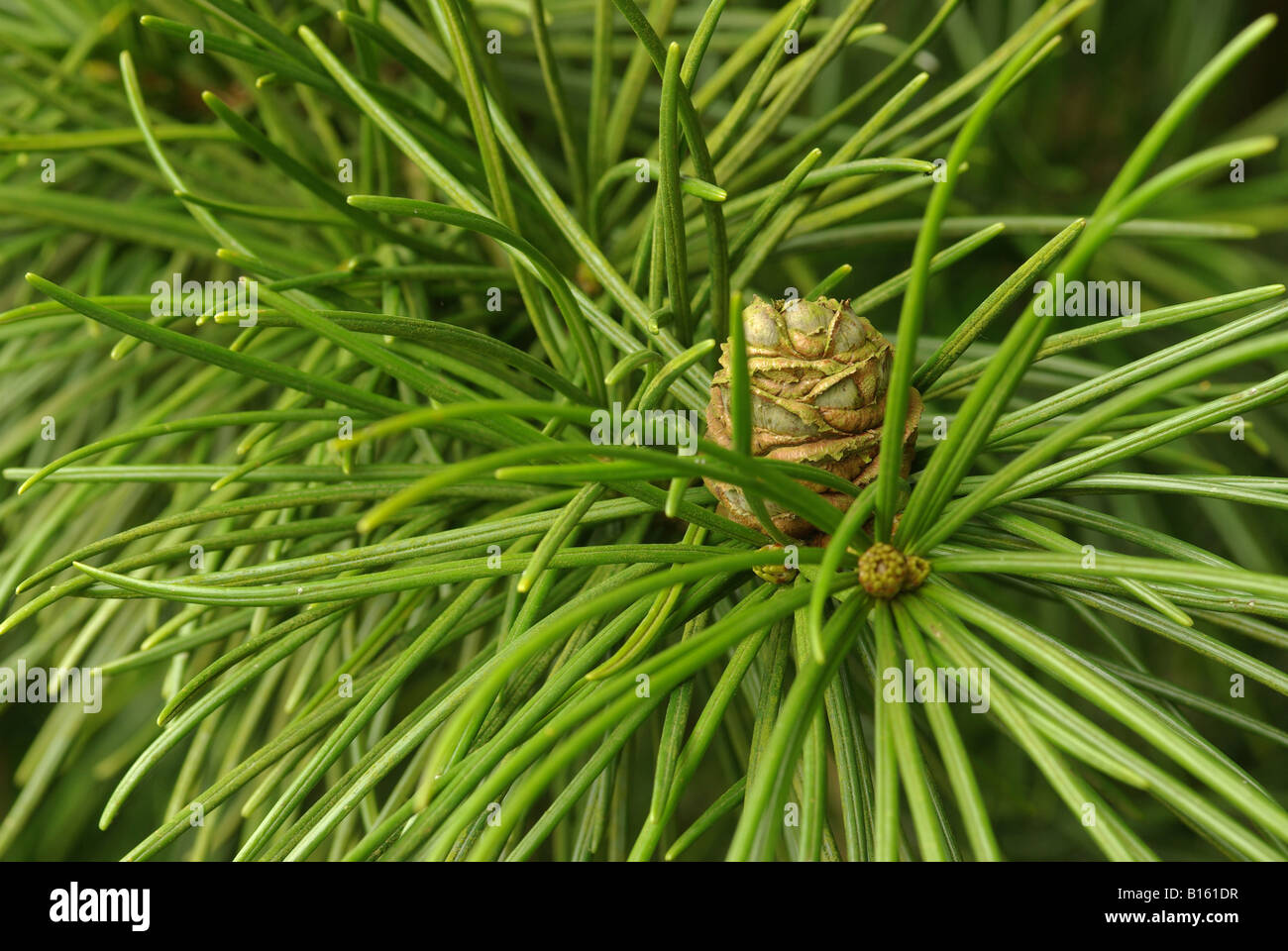 The umbrella pine, (Sciadopitys verticillata) Stock Photo