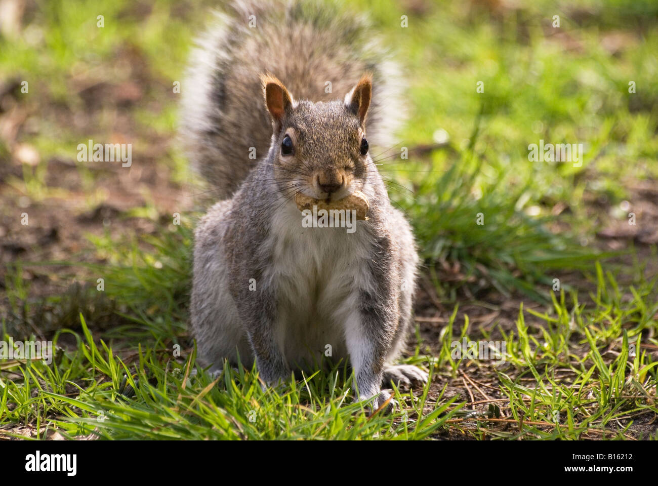 A Grey Squirrel feeding in Fishermans Walk in Southbourne. Stock Photo