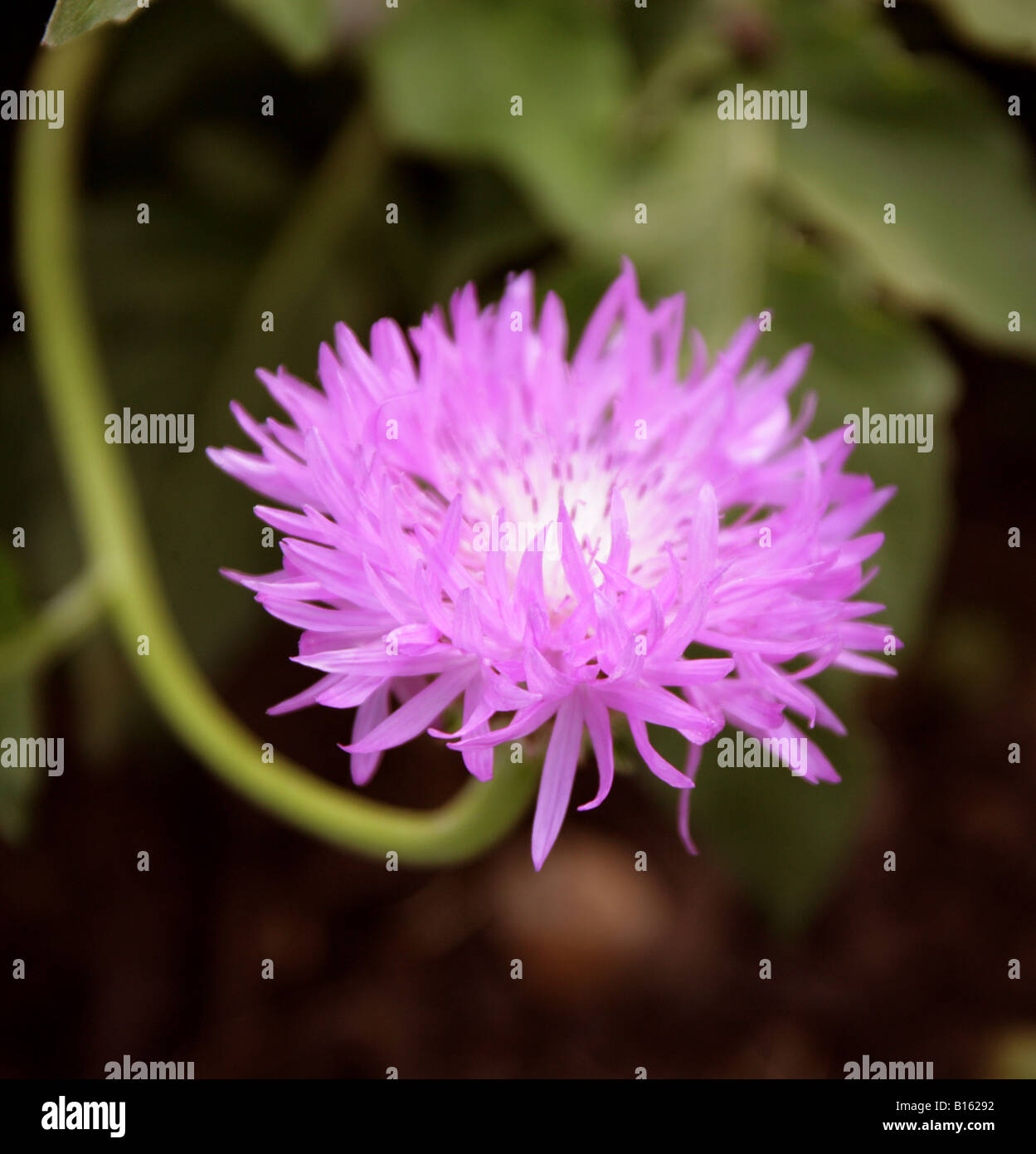 Persian Cornflower or Knapweed Centaurea hypoleuca 'John Coutts' Asteraceae Compositae Stock Photo