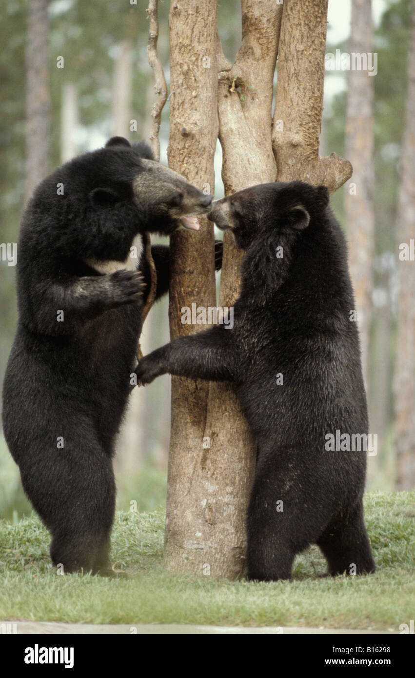 ours a collier Kragenbaer Asiatic Black Bear Himalayan Bear or Tibetan Bear  Ursus thibetanus standing on its hind legs animals A Stock Photo - Alamy