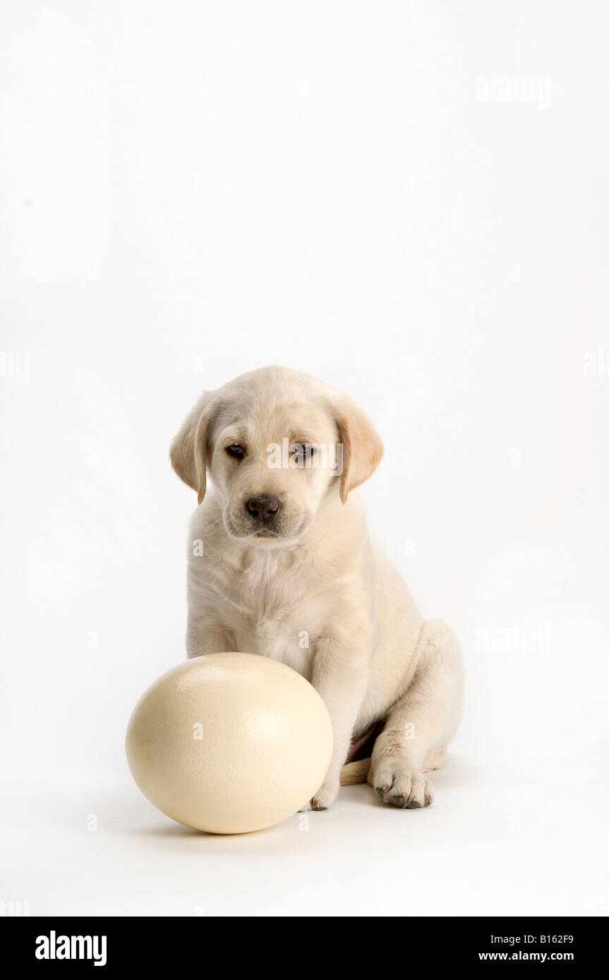Is Egg Good For Labrador Puppies