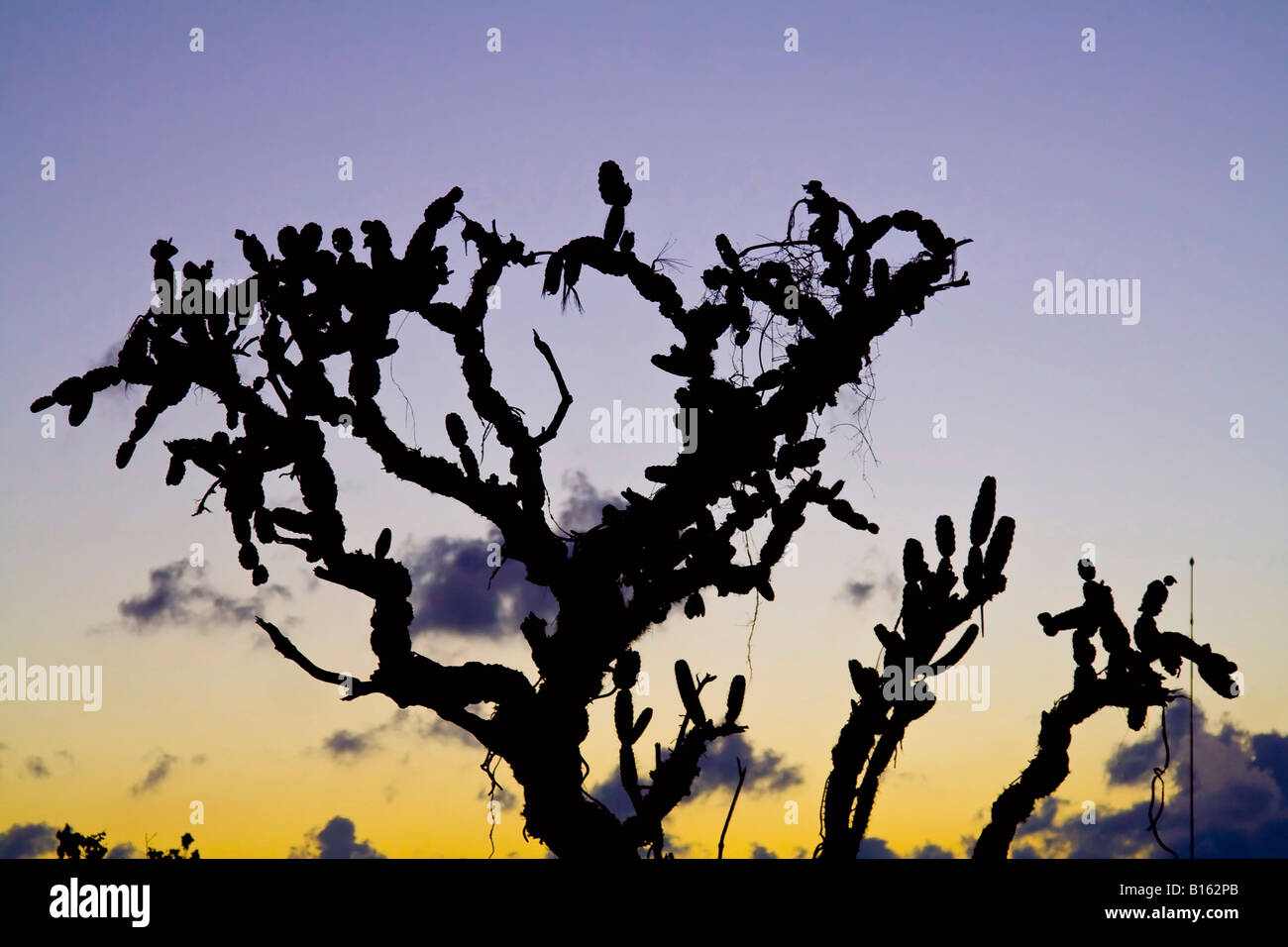 Tropics flora hi-res stock photography and images - Alamy