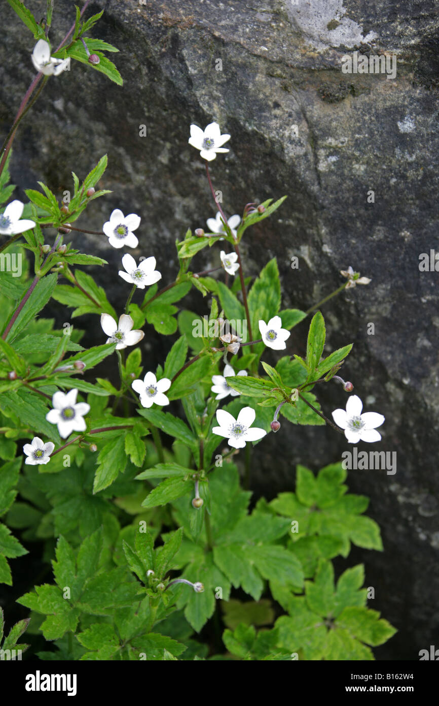 Anemone, rivularis Ranunculaceae. China, Himalaya, India Stock Photo