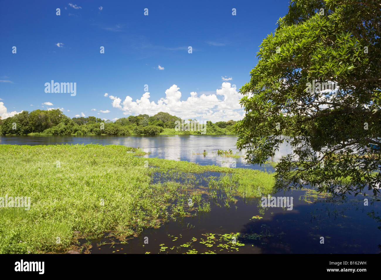 Wetlands And River In Pantanal Brazil South America Stock Photo Alamy Wetlands And River In Pantanal Brazil South America Stock Photo Alamy