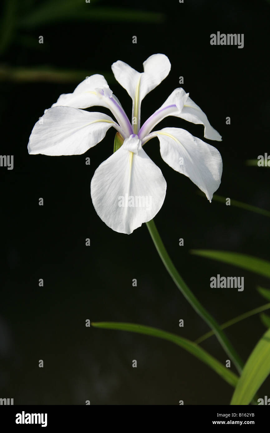 Japanese Water Iris, Iris laevigata 'Alboviolacea' Iridaceae Stock Photo
